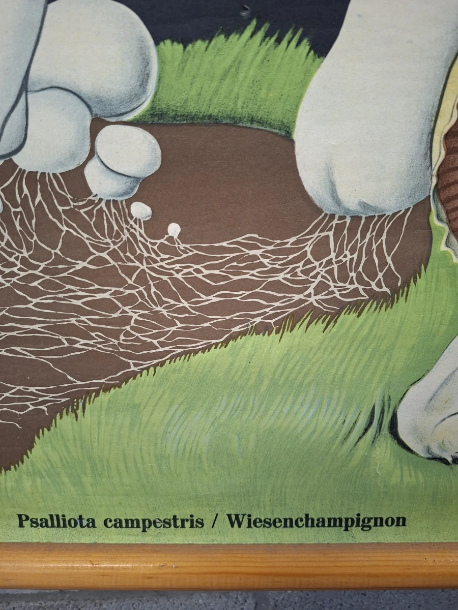 Vintage biologische schoolplaat paddenstoel Psalliota campestris - foto 4