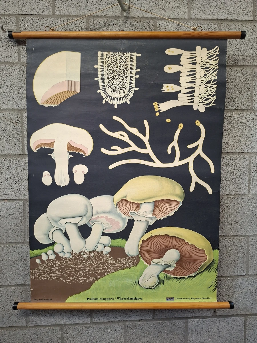 Vintage biologische schoolplaat paddenstoel Psalliota campestris - foto 2