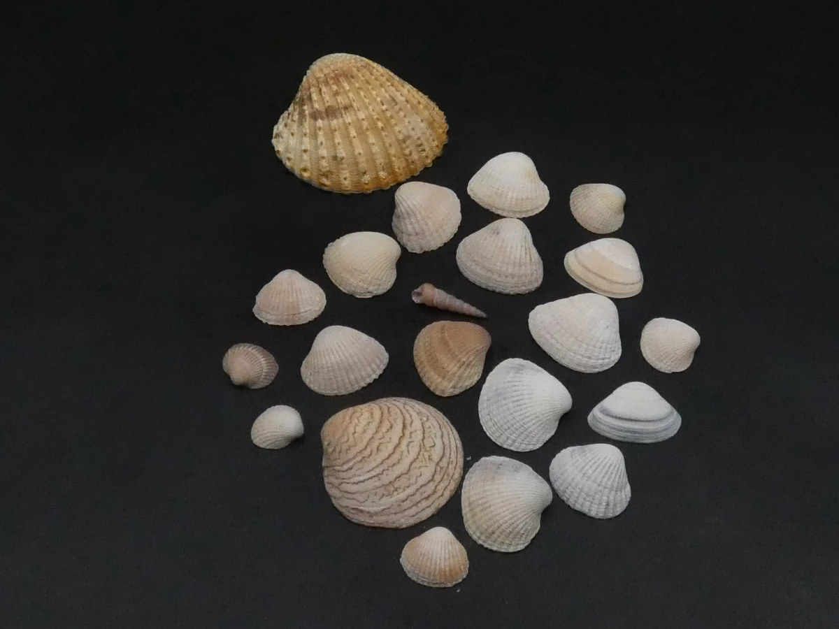 Verzameling mineralen, fossielen en schelpen met opbergdoos - foto 8