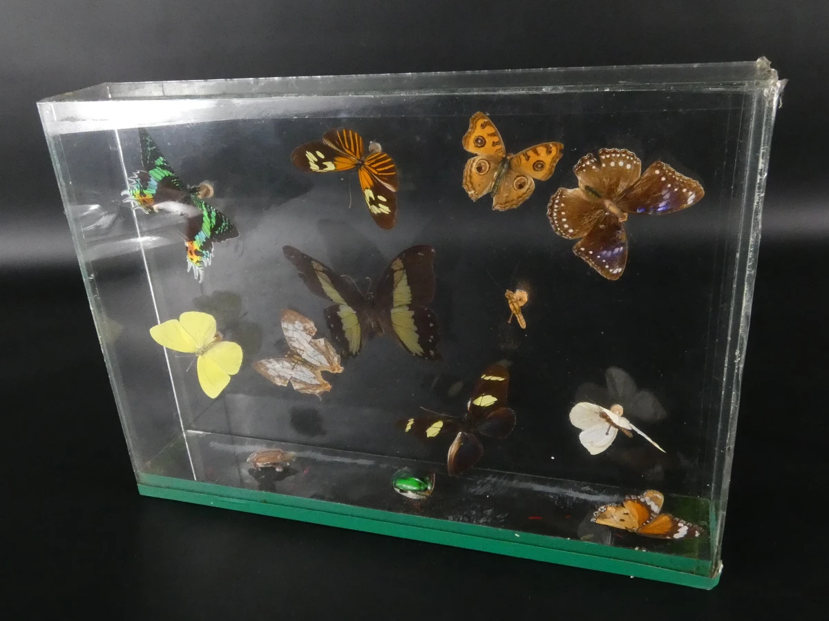 Unieke Verzameling Taxidermie & Entomologie – Vlinders, Schorpioen en Vleermuis in hars en glas - foto 2