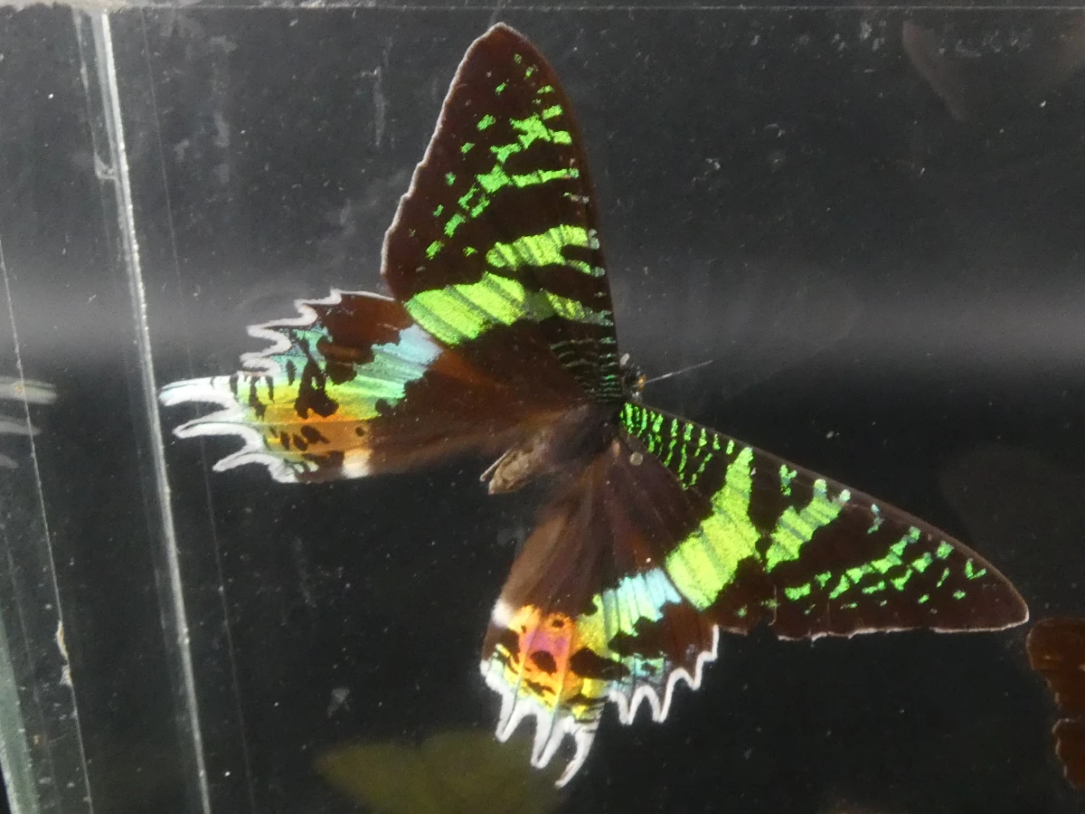 Unieke Verzameling Taxidermie & Entomologie – Vlinders, Schorpioen en Vleermuis in hars en glas - foto 3