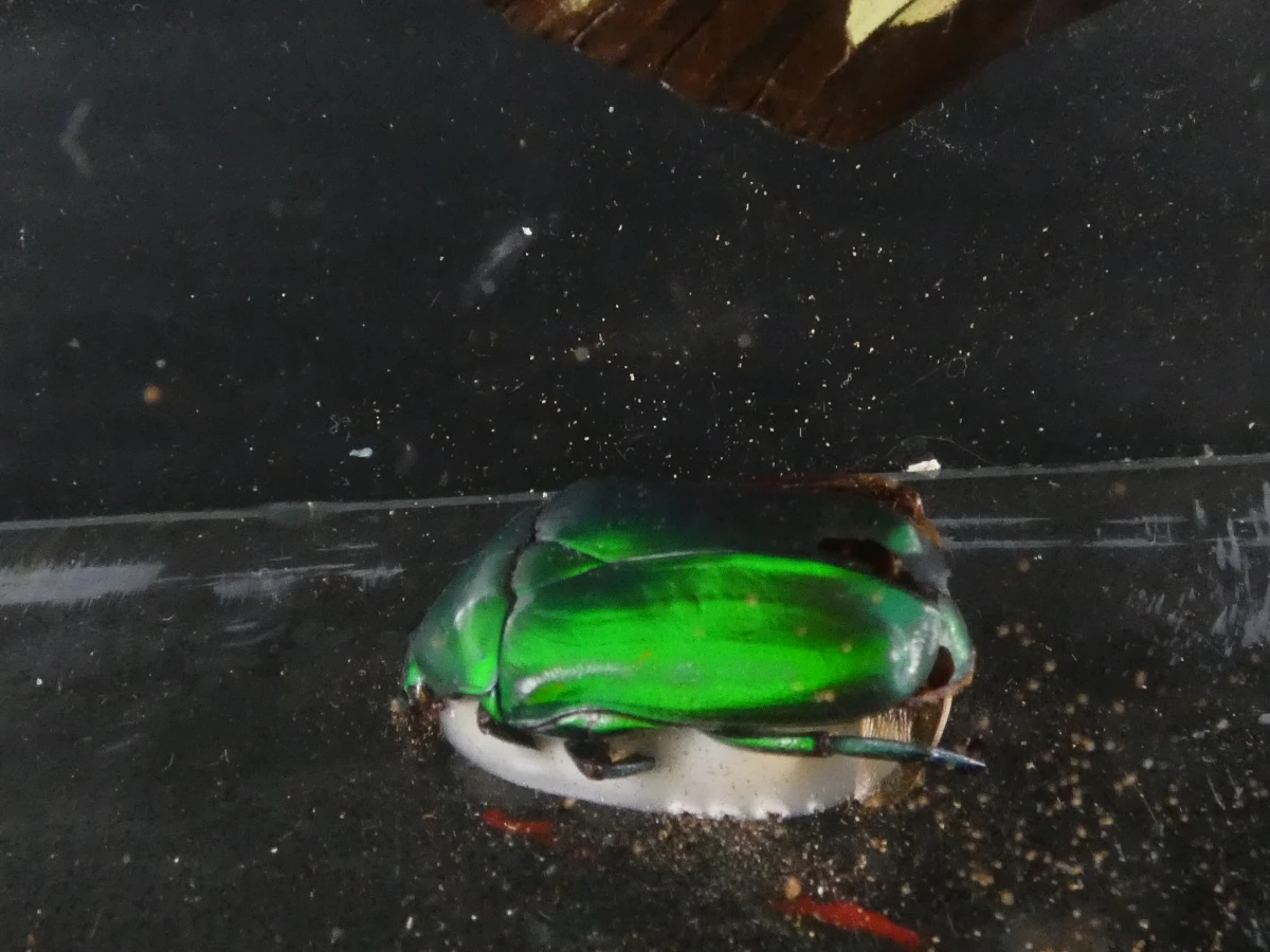 Unieke Verzameling Taxidermie & Entomologie – Vlinders, Schorpioen en Vleermuis in hars en glas - foto 4