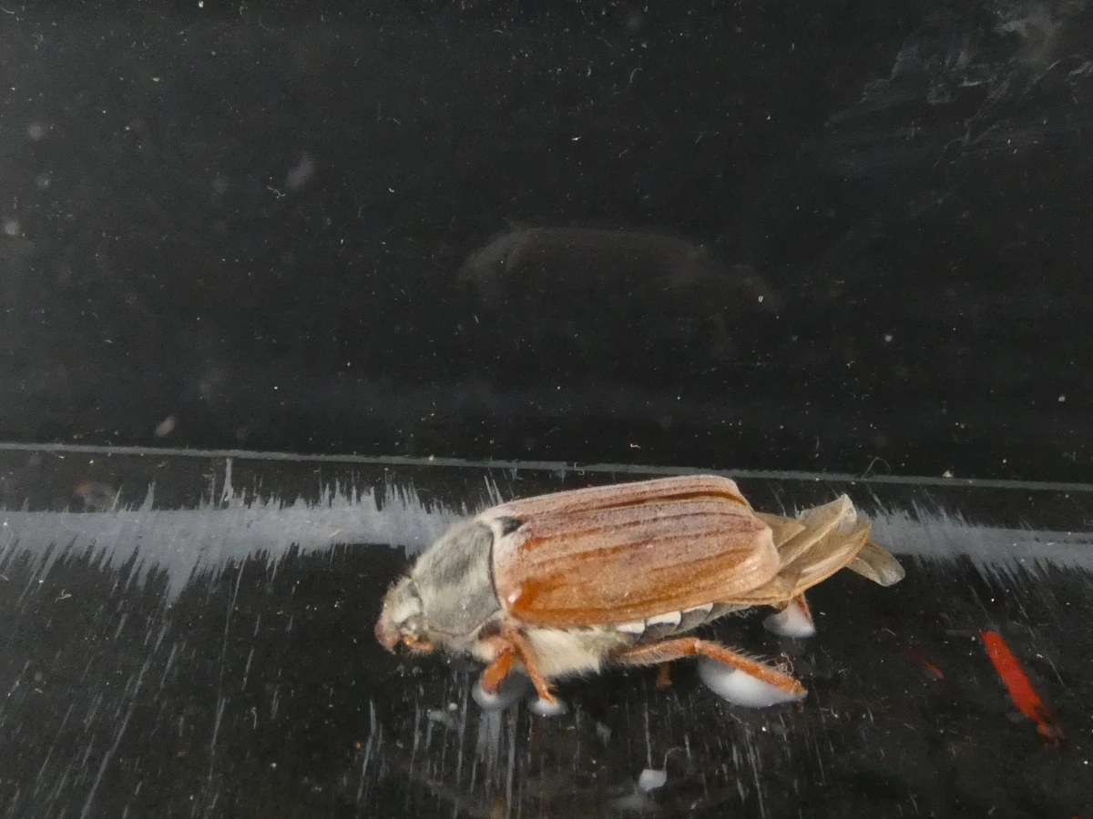 Unieke Verzameling Taxidermie & Entomologie – Vlinders, Schorpioen en Vleermuis in hars en glas - foto 5