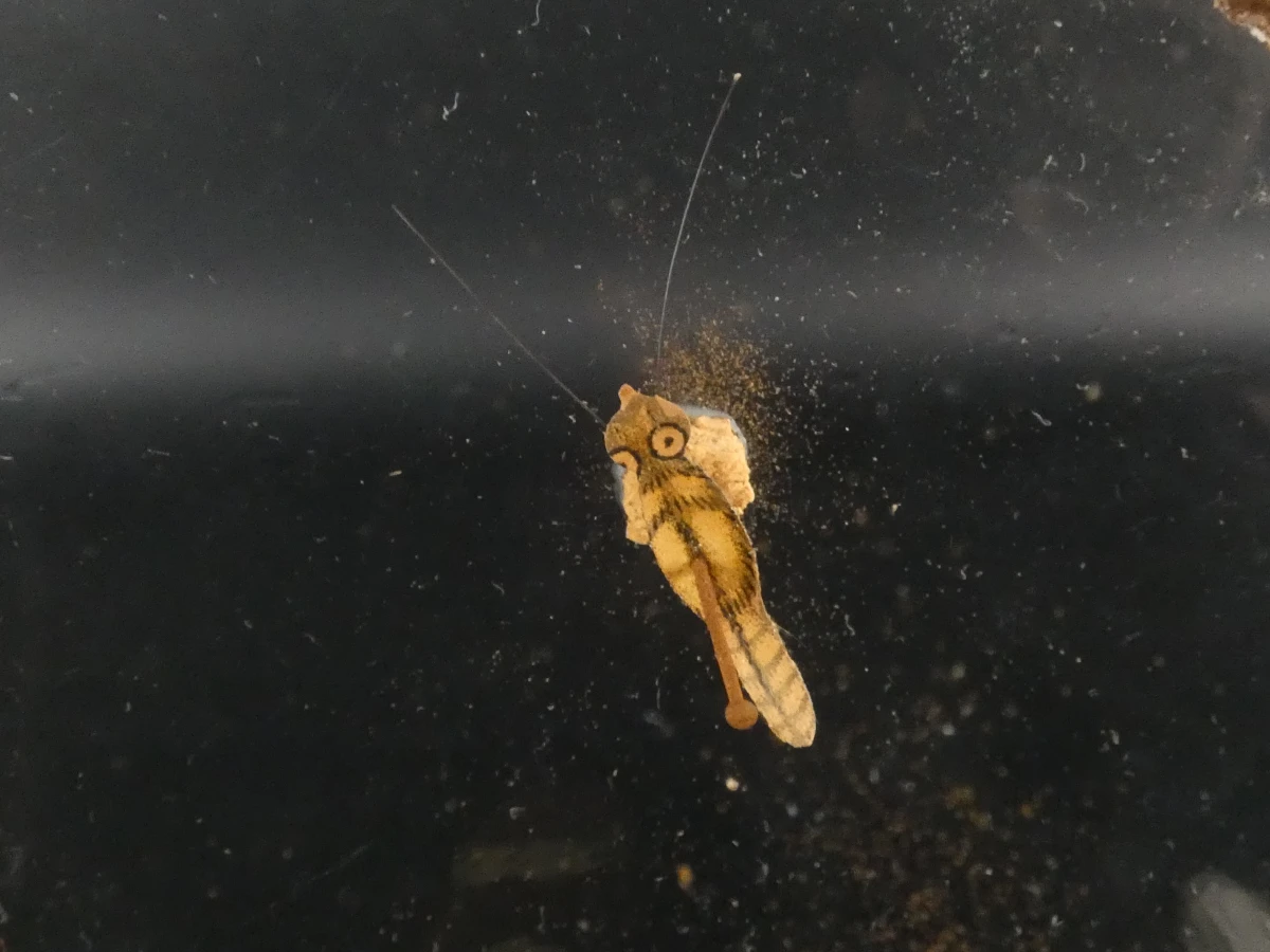 Unieke Verzameling Taxidermie & Entomologie – Vlinders, Schorpioen en Vleermuis in hars en glas - foto 6