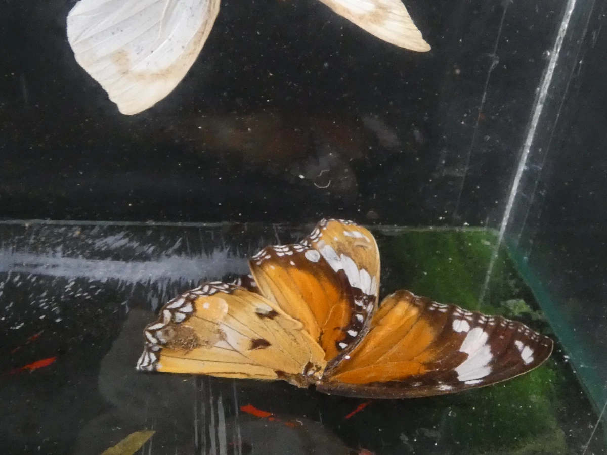 Unieke Verzameling Taxidermie & Entomologie – Vlinders, Schorpioen en Vleermuis in hars en glas - foto 7