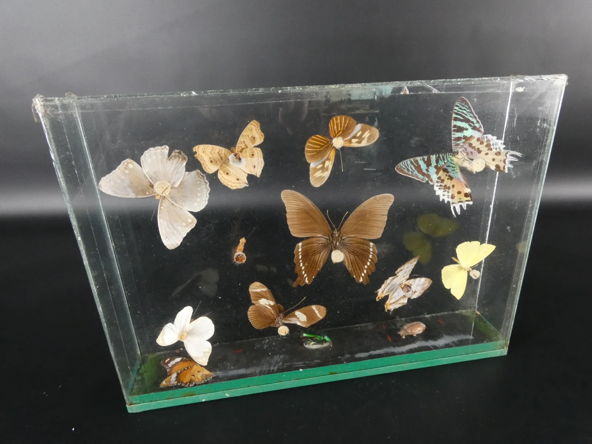 Unieke Verzameling Taxidermie & Entomologie – Vlinders, Schorpioen en Vleermuis in hars en glas - foto 8