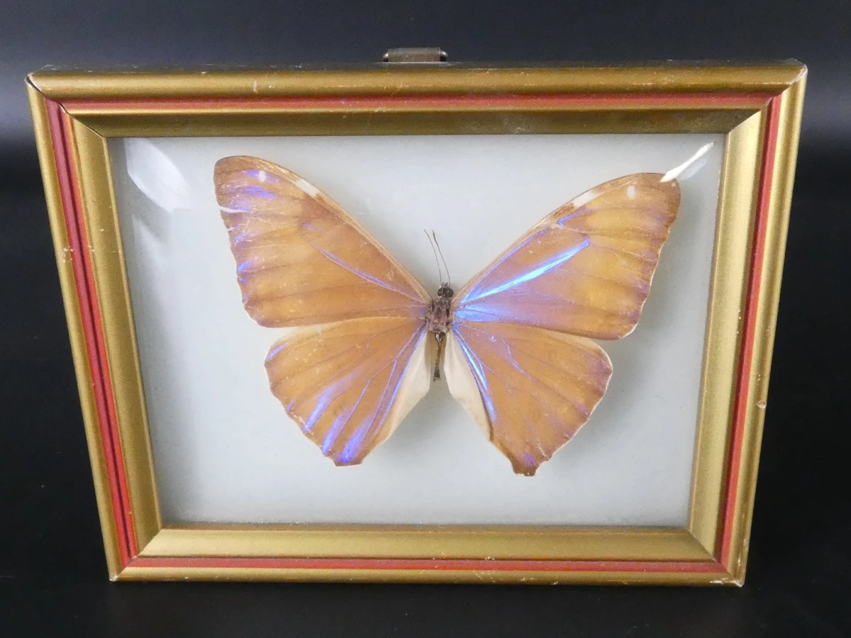 Unieke Verzameling Taxidermie & Entomologie – Vlinders, Schorpioen en Vleermuis in hars en glas - foto 10