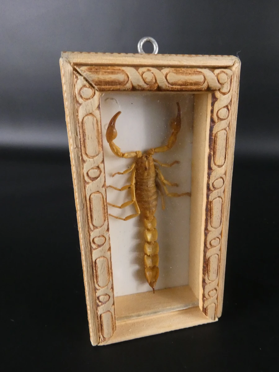 Unieke Verzameling Taxidermie & Entomologie – Vlinders, Schorpioen en Vleermuis in hars en glas - foto 11