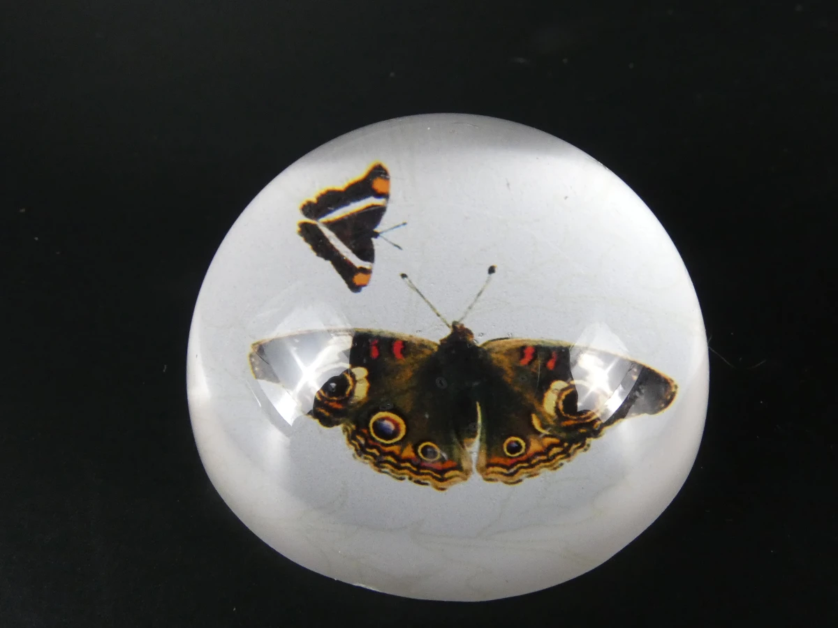 Unieke Verzameling Taxidermie & Entomologie – Vlinders, Schorpioen en Vleermuis in hars en glas - foto 13