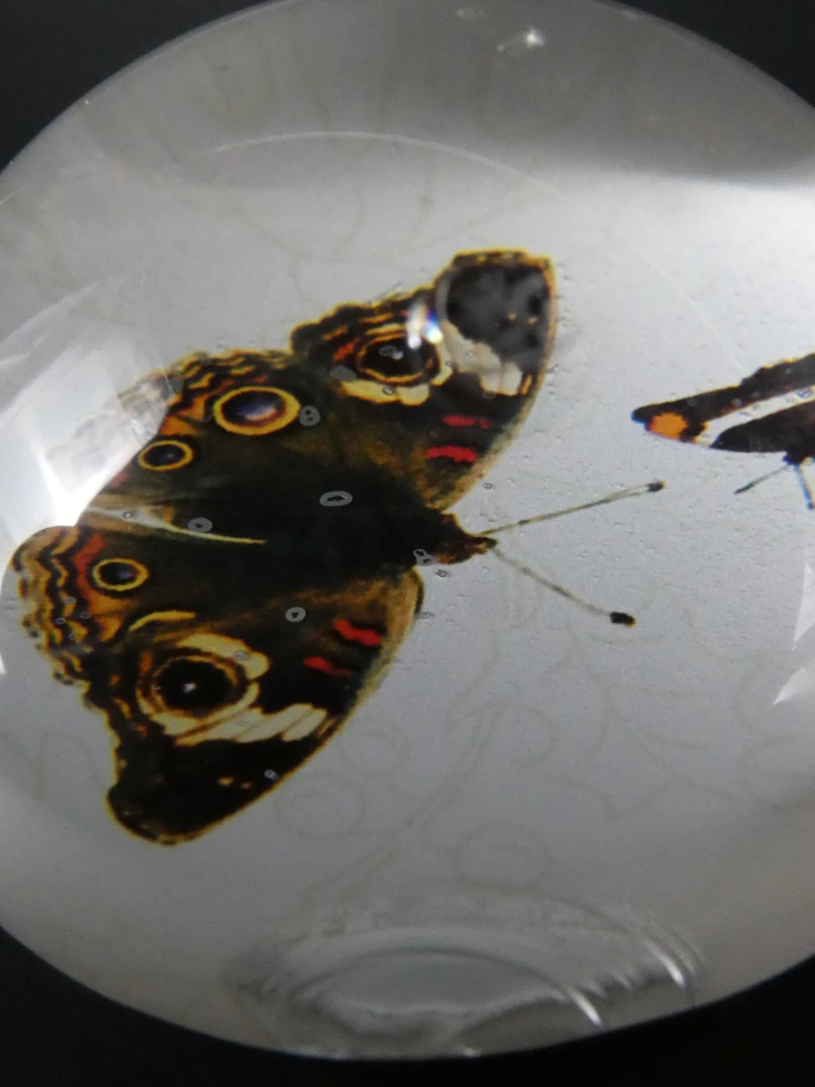 Unieke Verzameling Taxidermie & Entomologie – Vlinders, Schorpioen en Vleermuis in hars en glas - foto 14