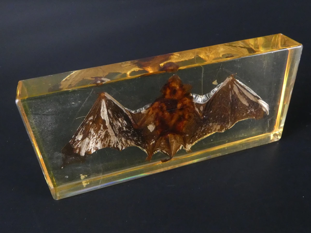 Unieke Verzameling Taxidermie & Entomologie – Vlinders, Schorpioen en Vleermuis in hars en glas - foto 16