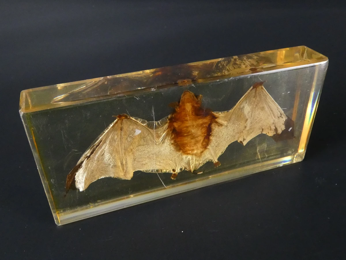 Unieke Verzameling Taxidermie & Entomologie – Vlinders, Schorpioen en Vleermuis in hars en glas - foto 17