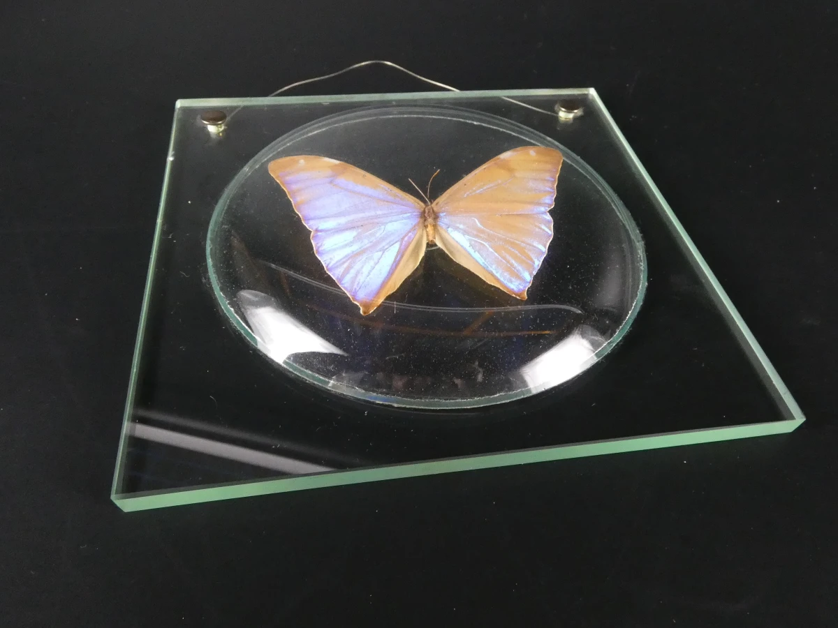 Unieke Verzameling Taxidermie & Entomologie – Vlinders, Schorpioen en Vleermuis in hars en glas - foto 18