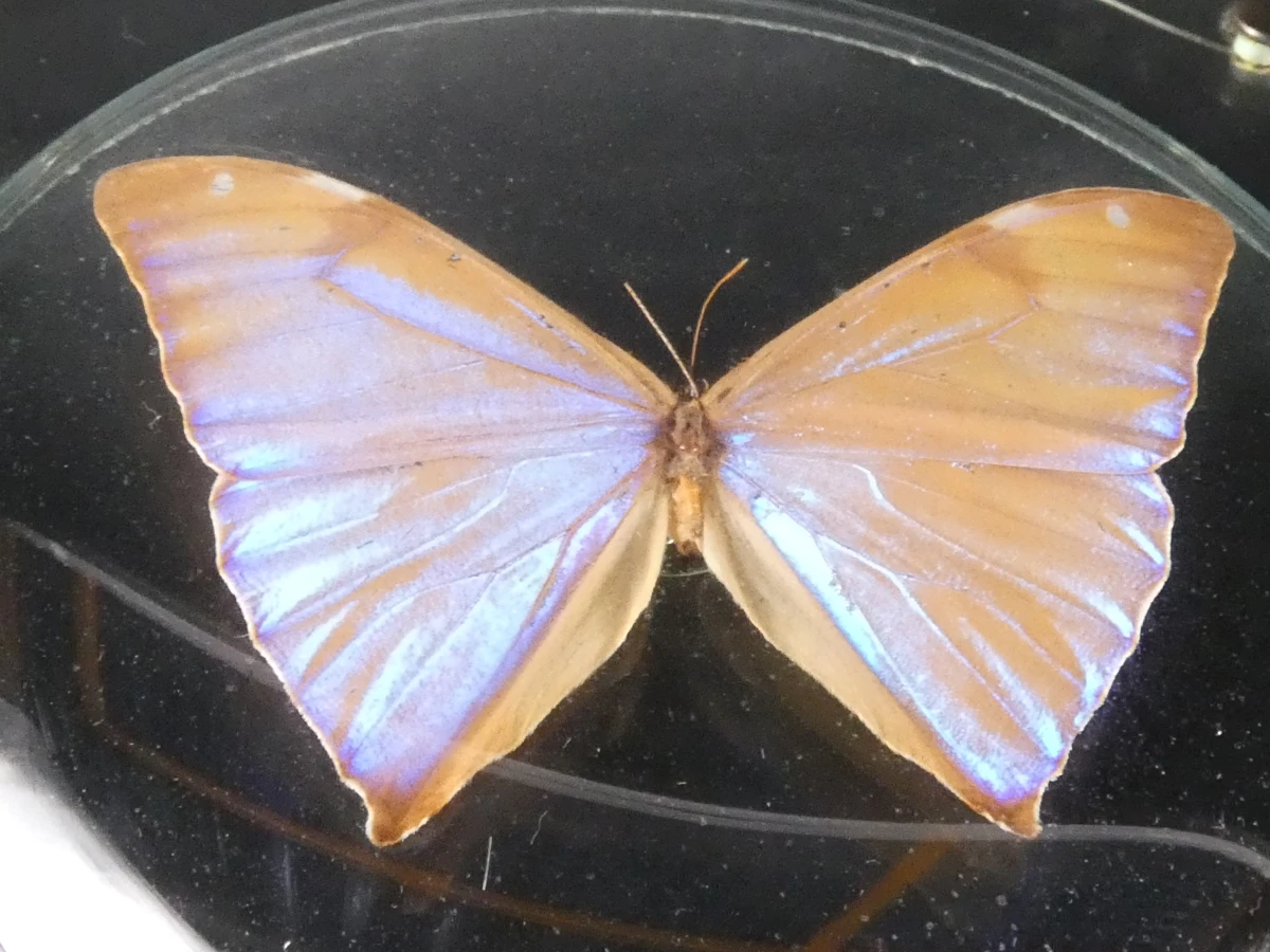 Unieke Verzameling Taxidermie & Entomologie – Vlinders, Schorpioen en Vleermuis in hars en glas - foto 19