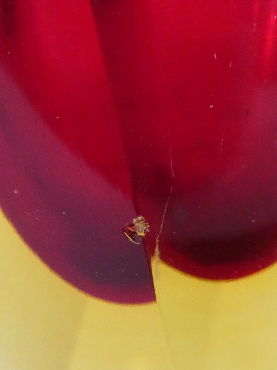 Decoratieve glazen vaas rood-geel - foto 7