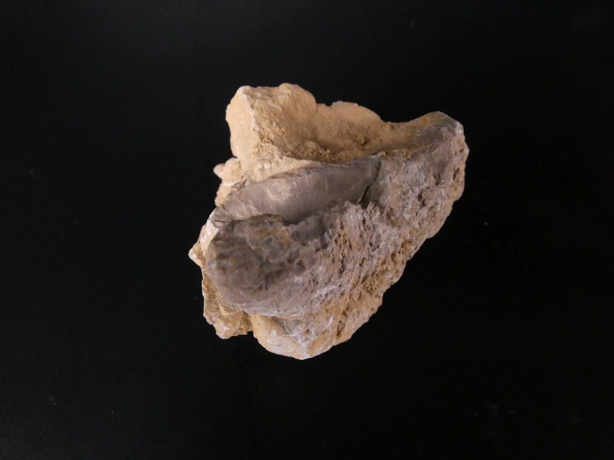 Verzameling van fossielen, mineralen en bijzondere gesteenten - foto 10