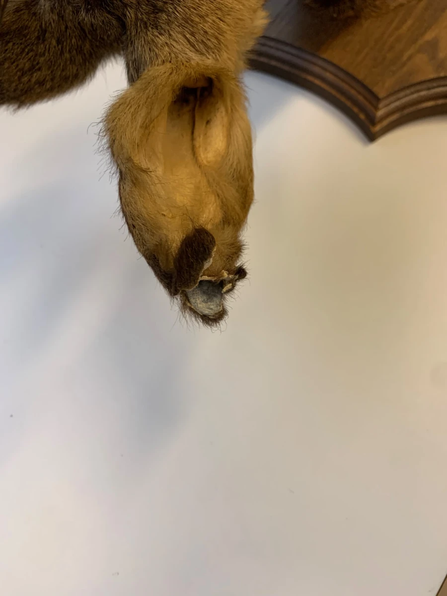 Reebokhoofd op houten wandpaneel - foto 4