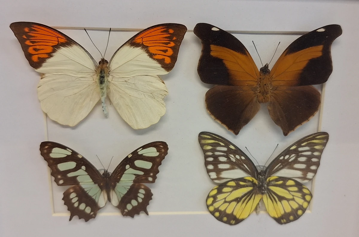 Ingelijste vlindercollectie met vier vlinders