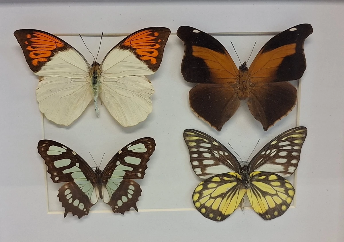 Ingelijste vlindercollectie met vier vlinders