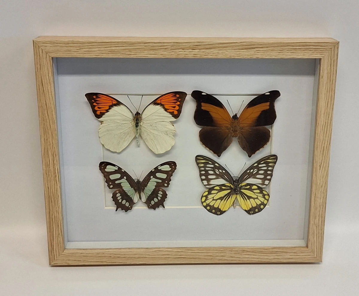 Ingelijste vlindercollectie met vier vlinders