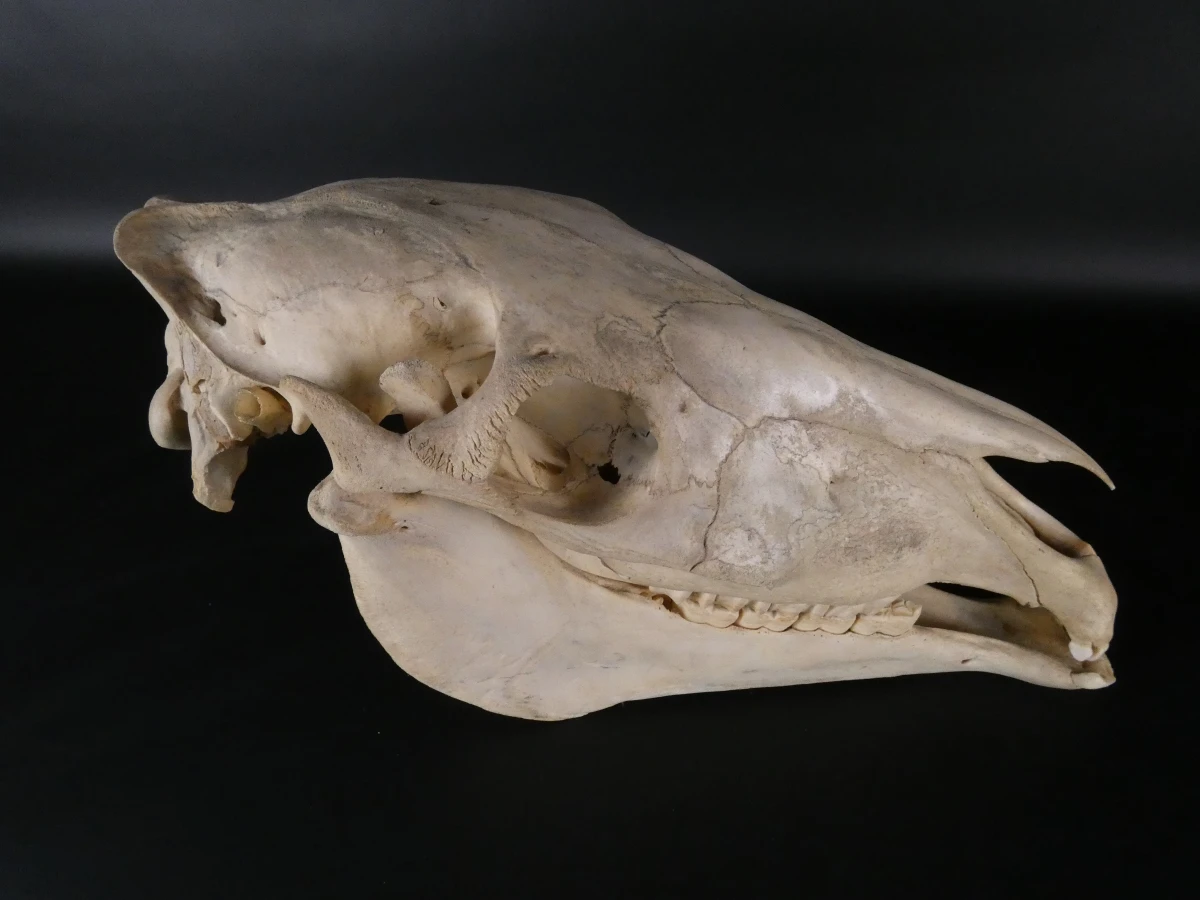 Paardenschedel decoratief (Equus caballus)