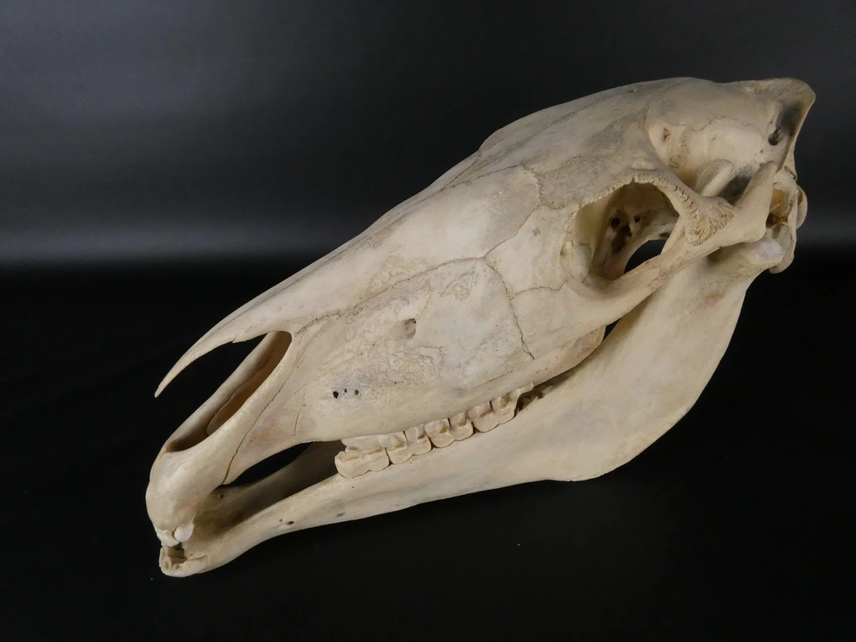 Paardenschedel decoratief (Equus caballus)