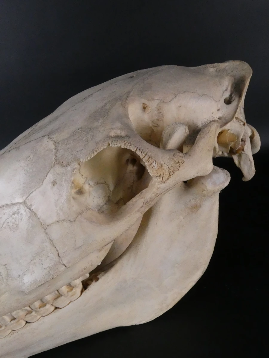 Paardenschedel decoratief (Equus caballus)