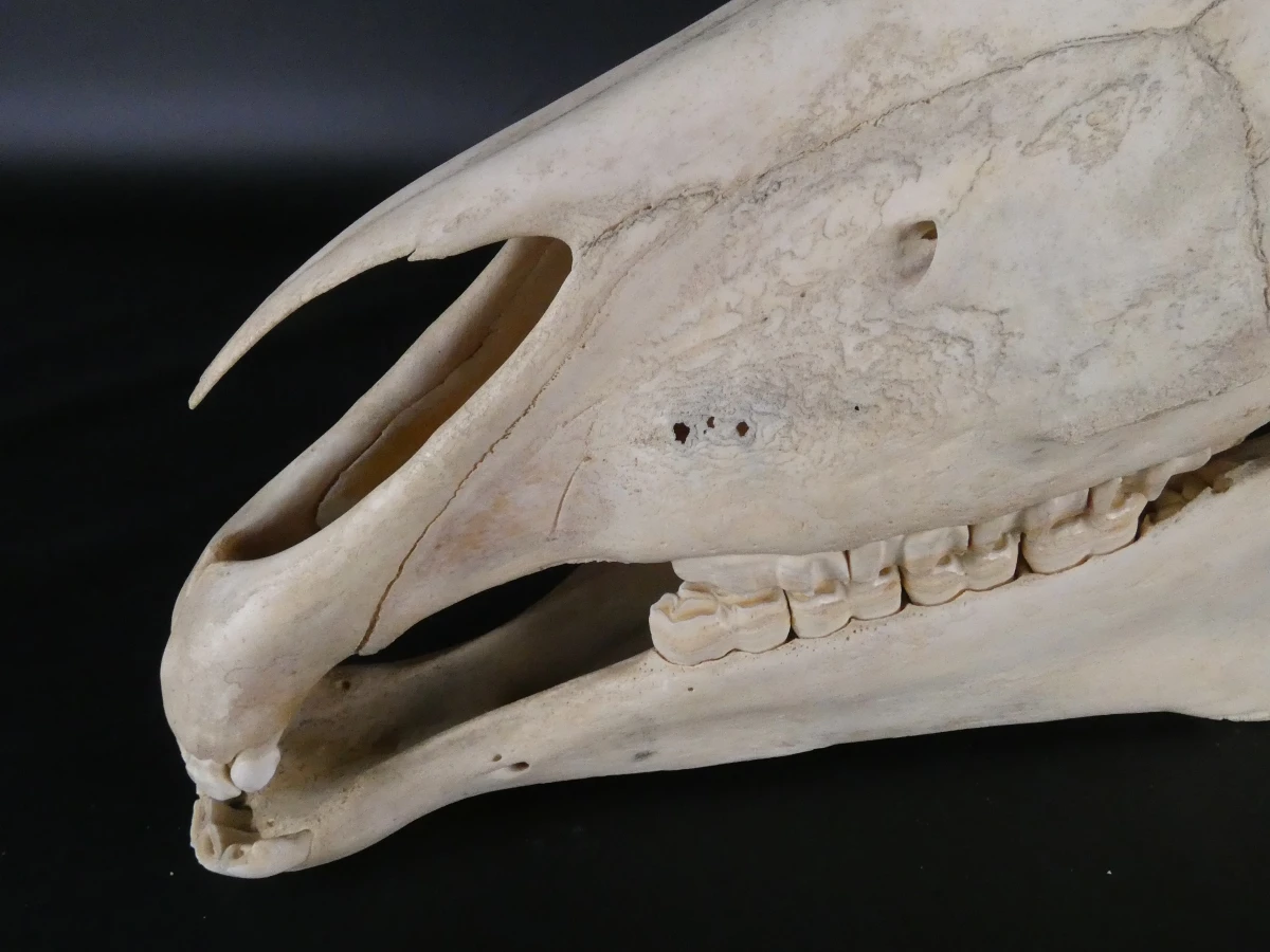Paardenschedel decoratief (Equus caballus)
