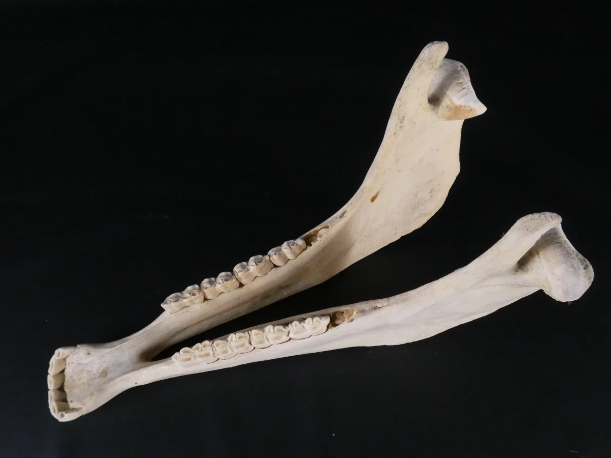 Paardenschedel decoratief (Equus caballus)