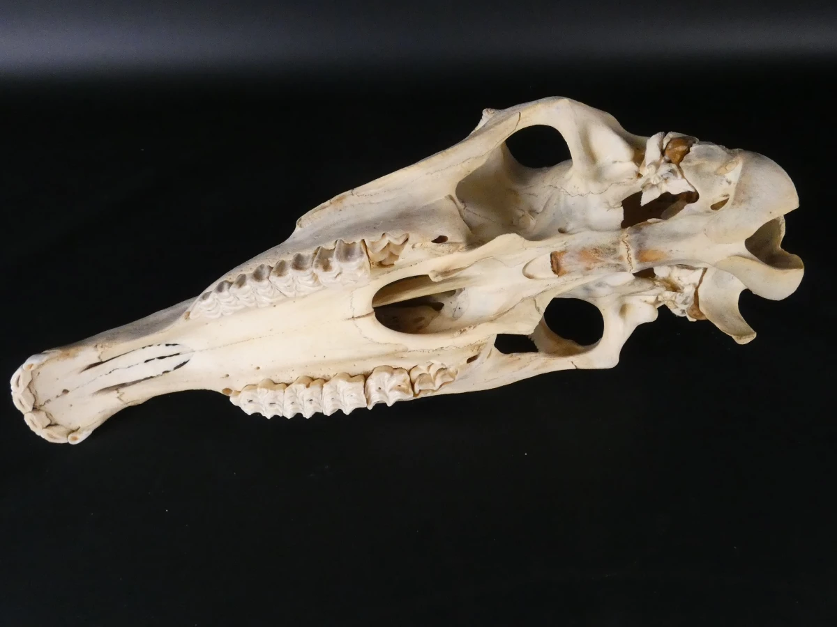 Paardenschedel decoratief (Equus caballus)