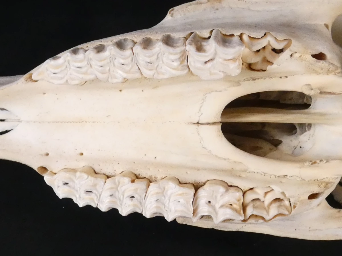 Paardenschedel decoratief (Equus caballus)