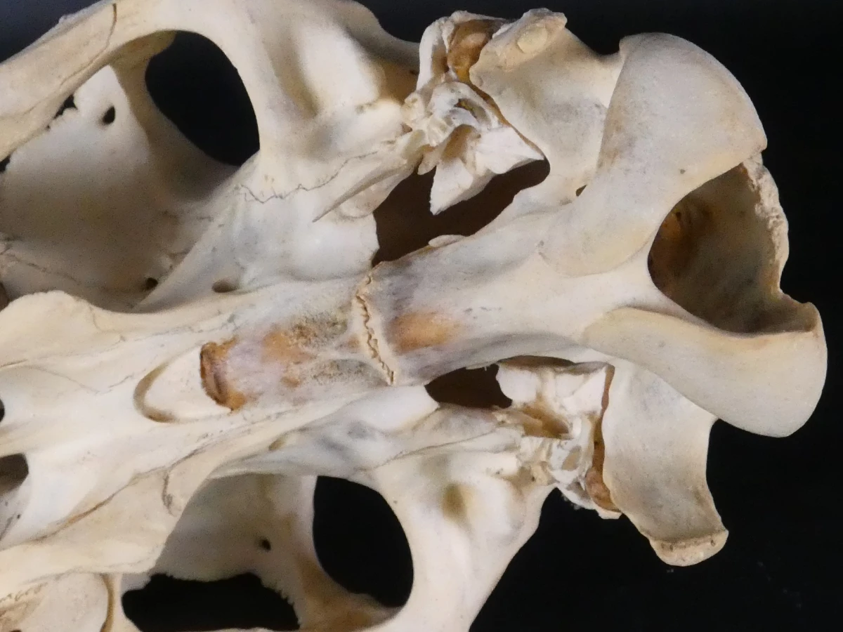 Paardenschedel decoratief (Equus caballus)