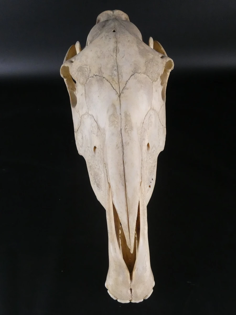 Paardenschedel decoratief (Equus caballus)
