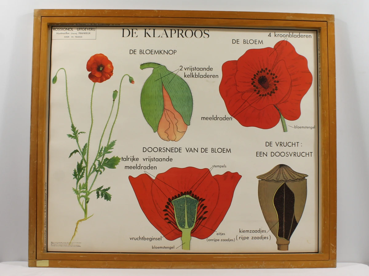 Vintage Schoolplaat | De Klaproos [1955 - 1965]
