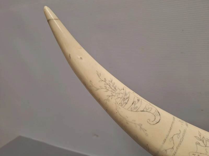 Decoratieve imitatie slagtand / scrimshaw op marmeren voet met gravures