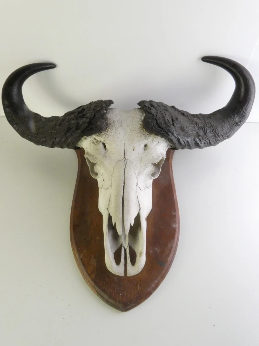 Grote buffel schedel op houten schild