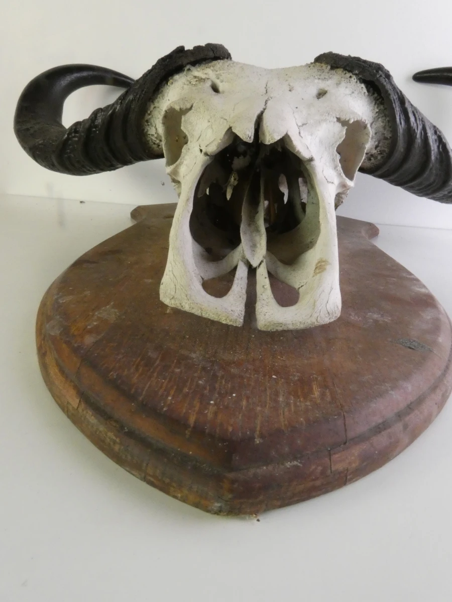 Grote buffel schedel op houten schild