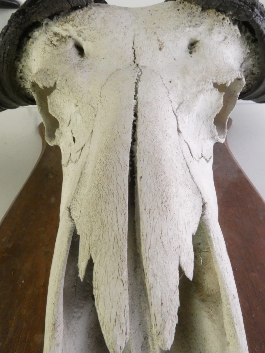 Grote buffel schedel op houten schild
