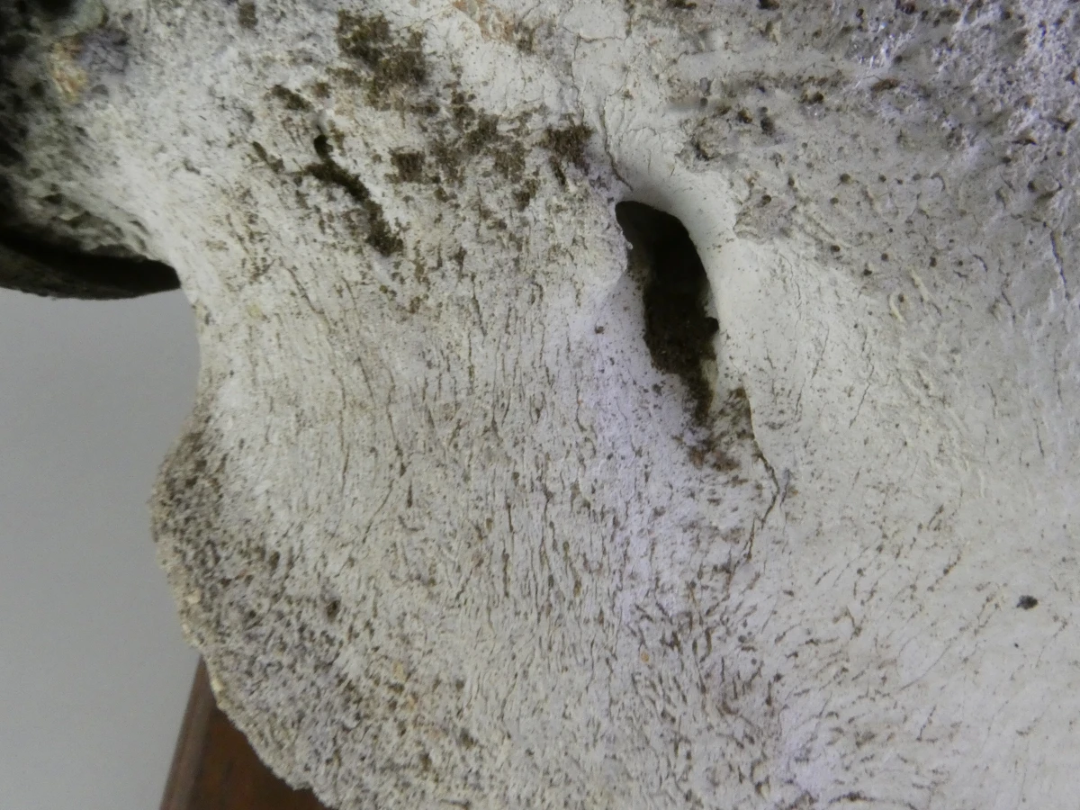Grote buffel schedel op houten schild
