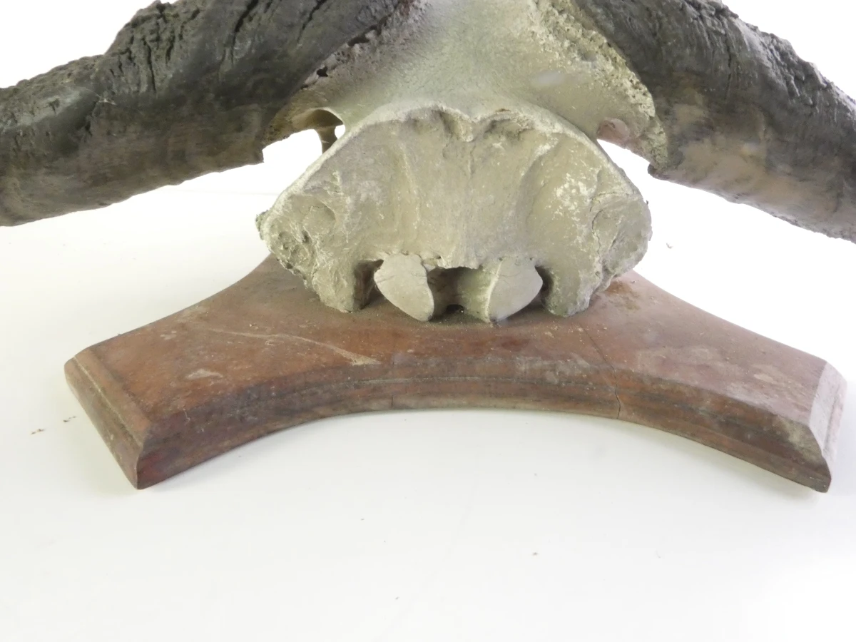 Grote buffel schedel op houten schild