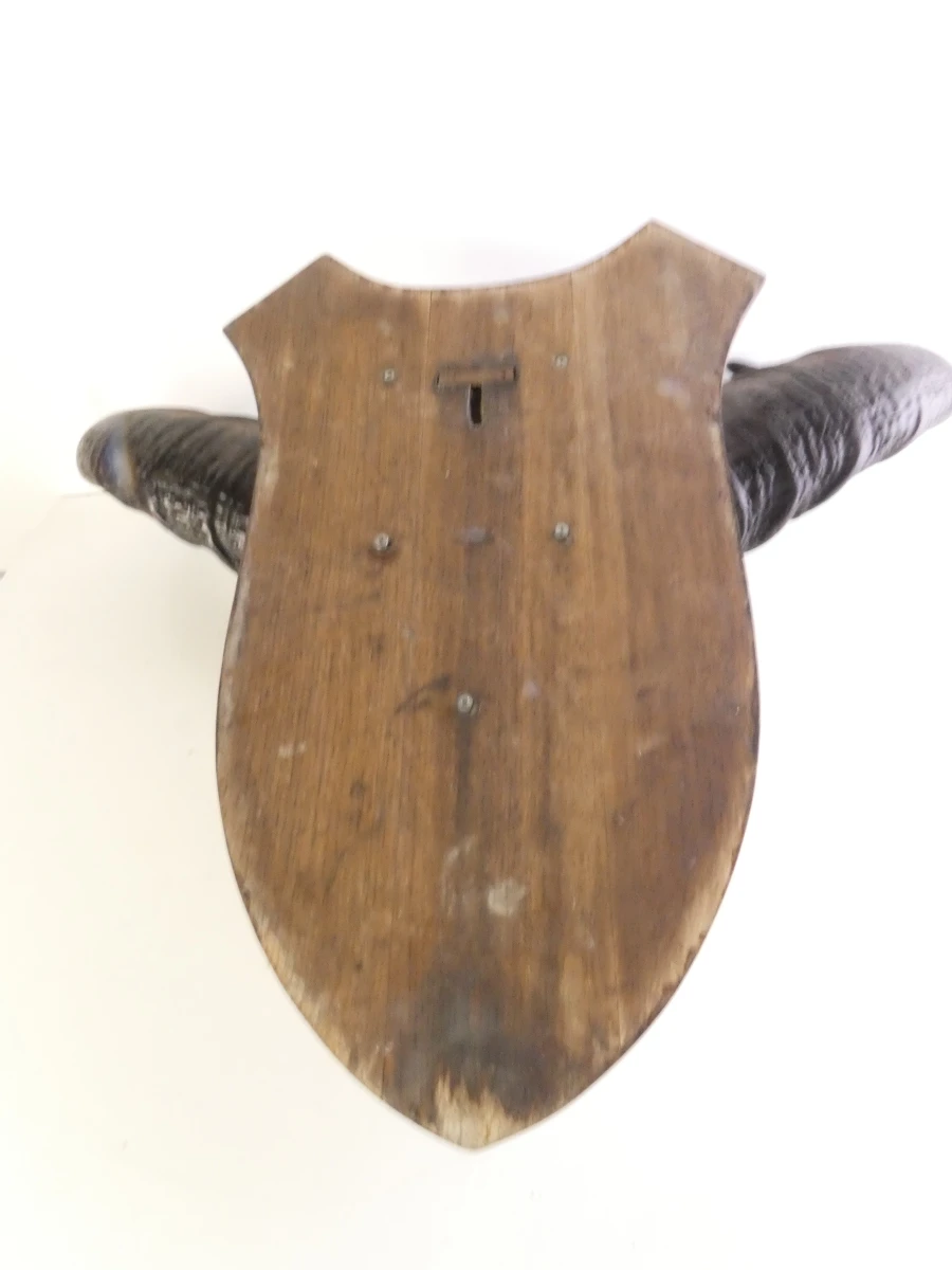 Grote buffel schedel op houten schild