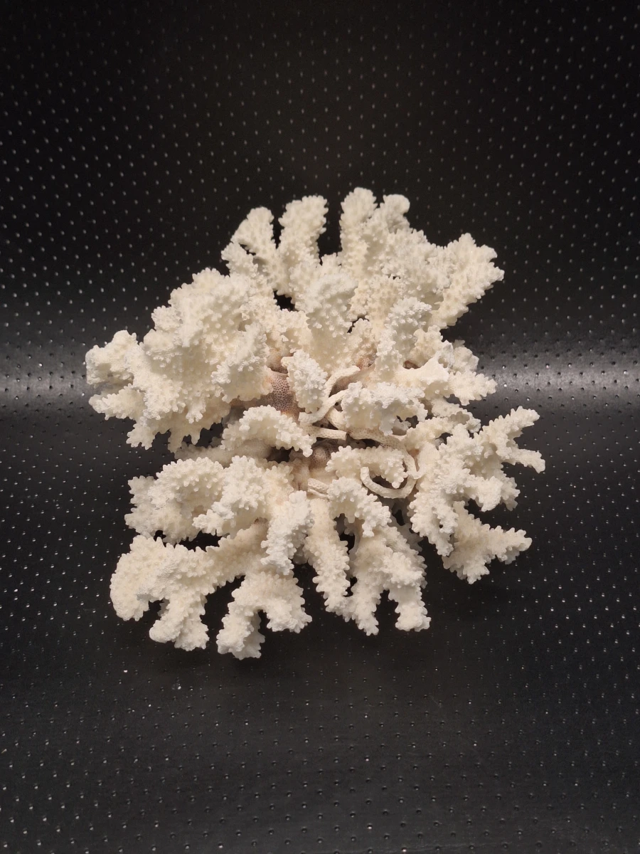 Prachtige set van 3 natuurlijke koralen - foto 9