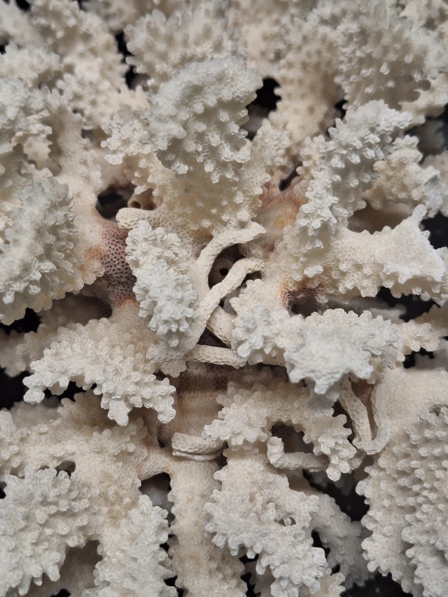 Prachtige set van 3 natuurlijke koralen - foto 11
