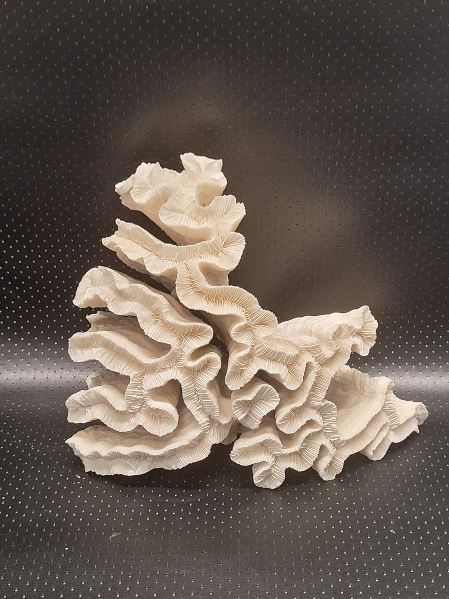 Prachtige set van 3 natuurlijke koralen - foto 2