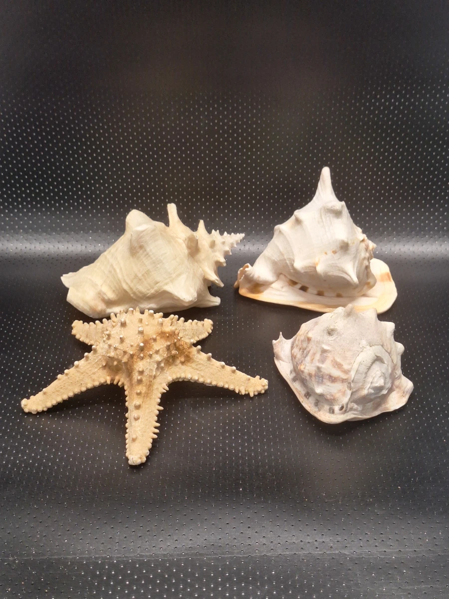 Set van 3 grote Zeeschelpen & Zeester