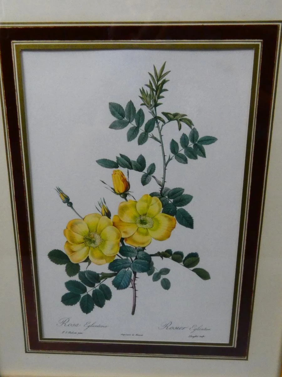 Set van 2 vintage botanische prenten in goudkleurige lijsten