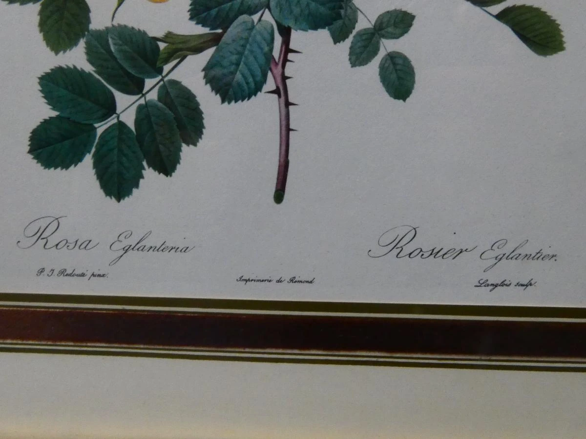 Set van 2 vintage botanische prenten in goudkleurige lijsten