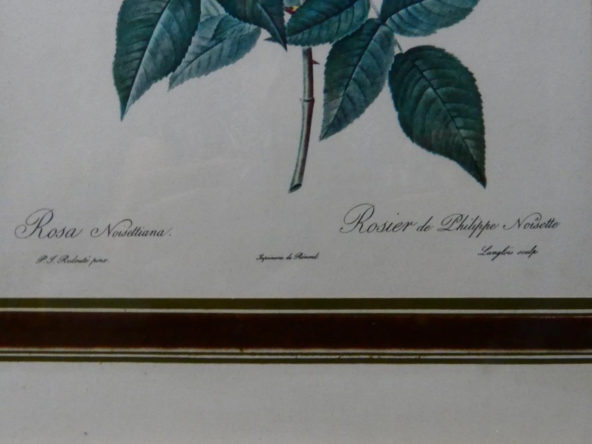 Set van 2 vintage botanische prenten in goudkleurige lijsten