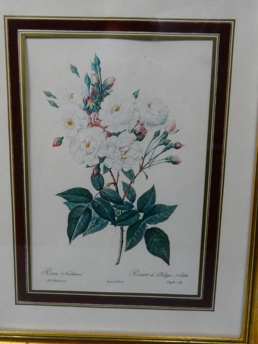 Set van 2 vintage botanische prenten in goudkleurige lijsten