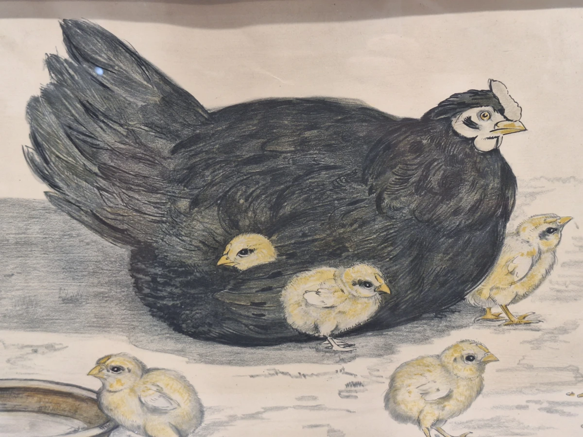 originele Art Deco steendruk (ca. 1930) - "Kip met kuikens" - Berend Sluyterman
